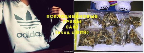 прущие грибы Абаза